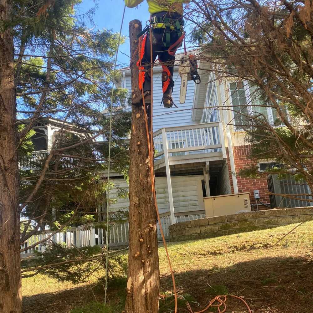 Jose Tree Service and Landscaping (13)