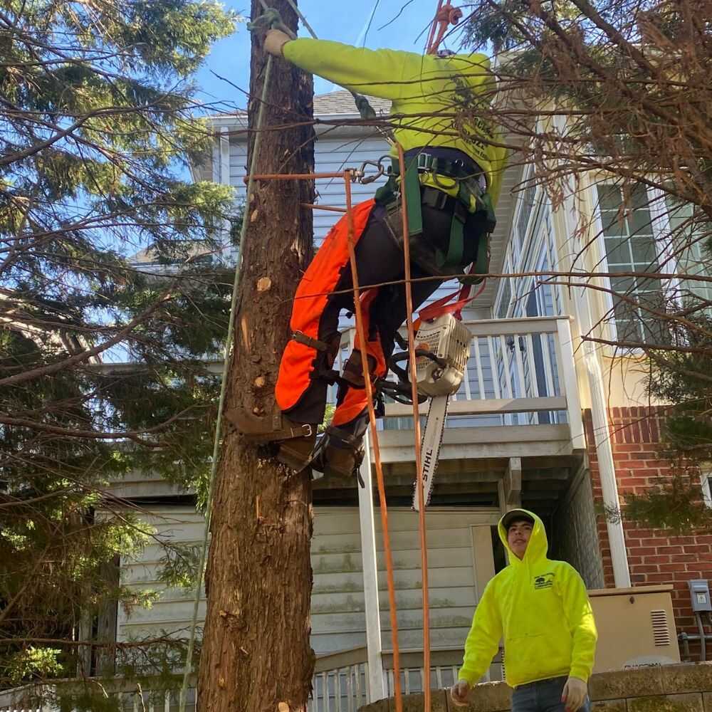Jose Tree Service and Landscaping (14)